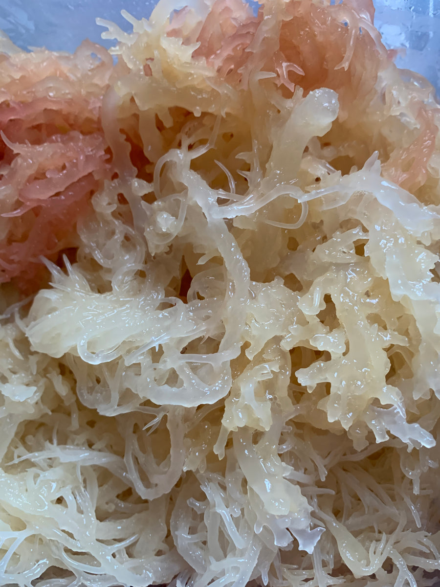 SUPERFOOD IMMUNE BOOSTER! Irish sea moss, formally known as Chondurs crispus is a sea plant (algae) grown among rocks in Atlantic Ocean. It comes in a variety of colors. When prepared into a gel. It can be used in food as a thickener or added to drinks.